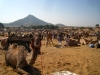 Pushkar